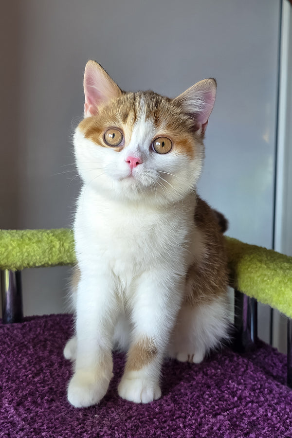 Kora | Scottish Straight Kitten