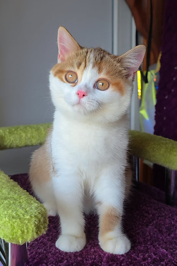 Kora | Scottish Straight Kitten
