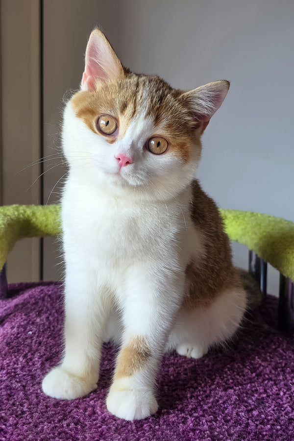 Kora | Scottish Straight Kitten