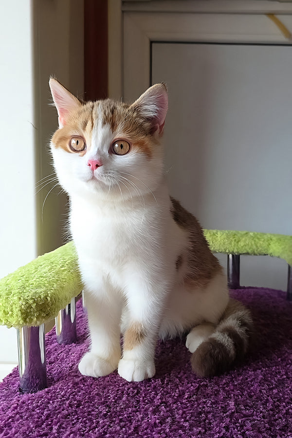 Kora | Scottish Straight Kitten
