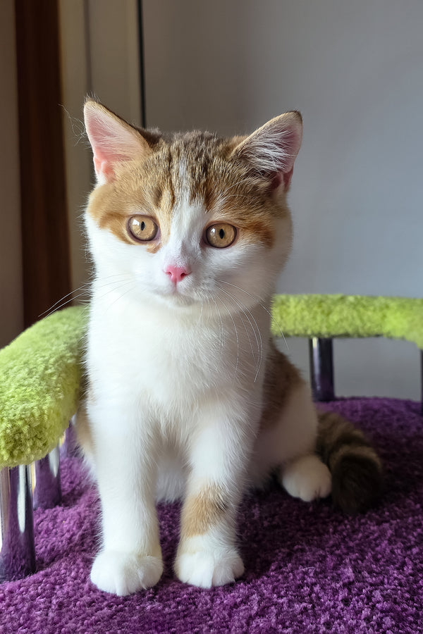 Kora | Scottish Straight Kitten