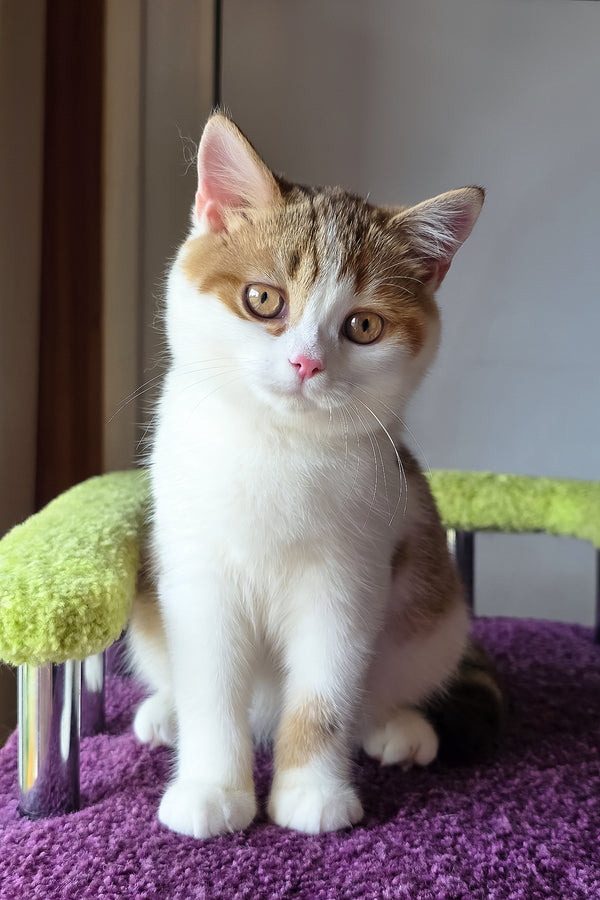 Kora | Scottish Straight Kitten