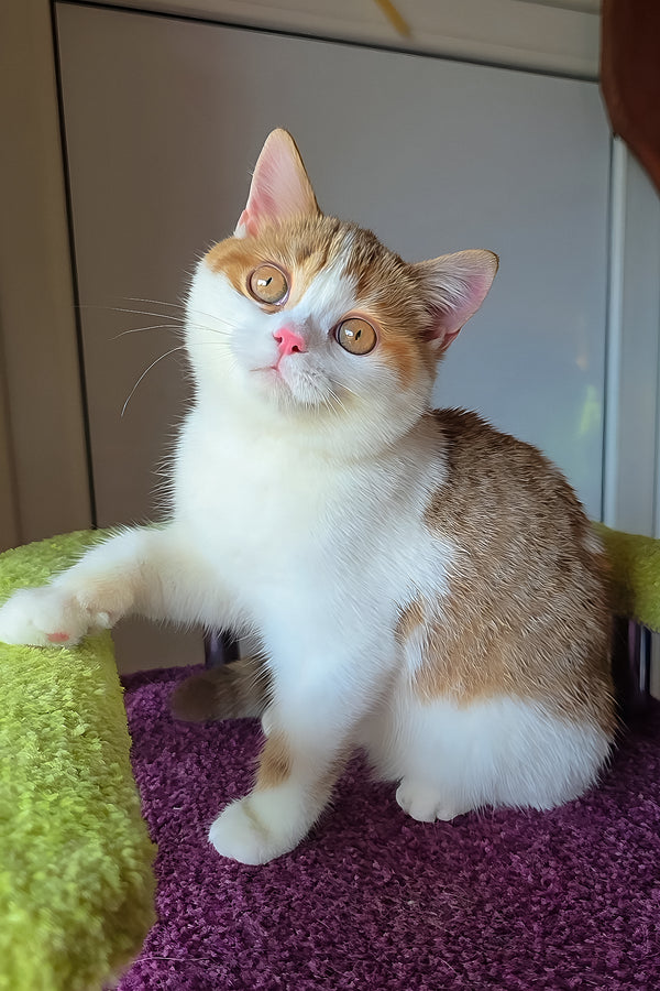 Kora | Scottish Straight Kitten