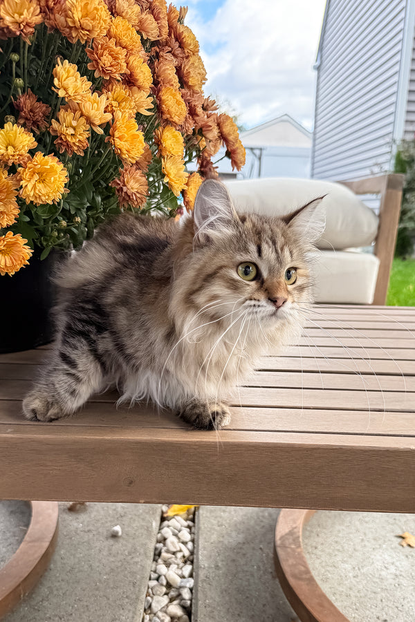 Kora | Siberian Kitten