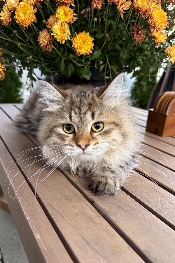 Kora | Siberian Kitten