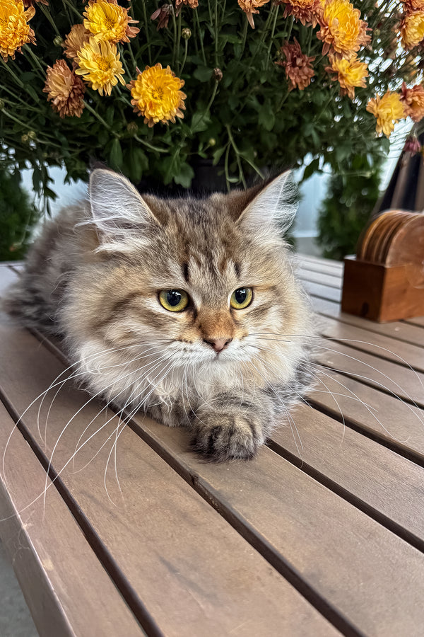 Kora | Siberian Kitten