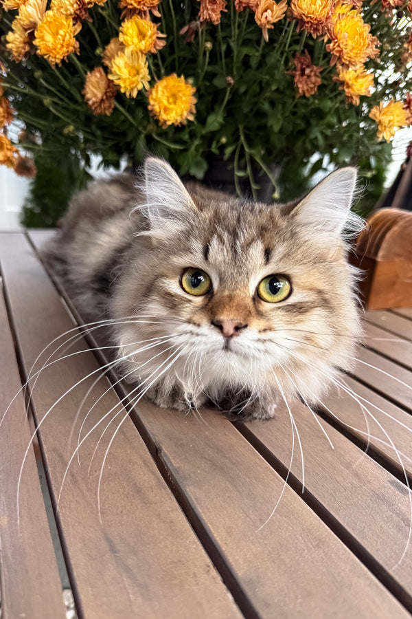 Kora | Siberian Kitten