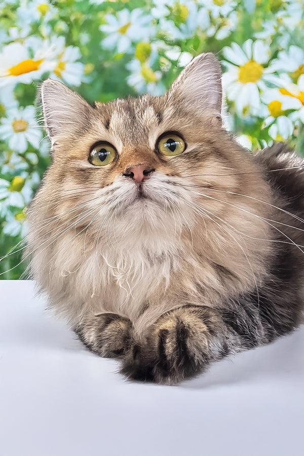 Kora | Siberian Kitten