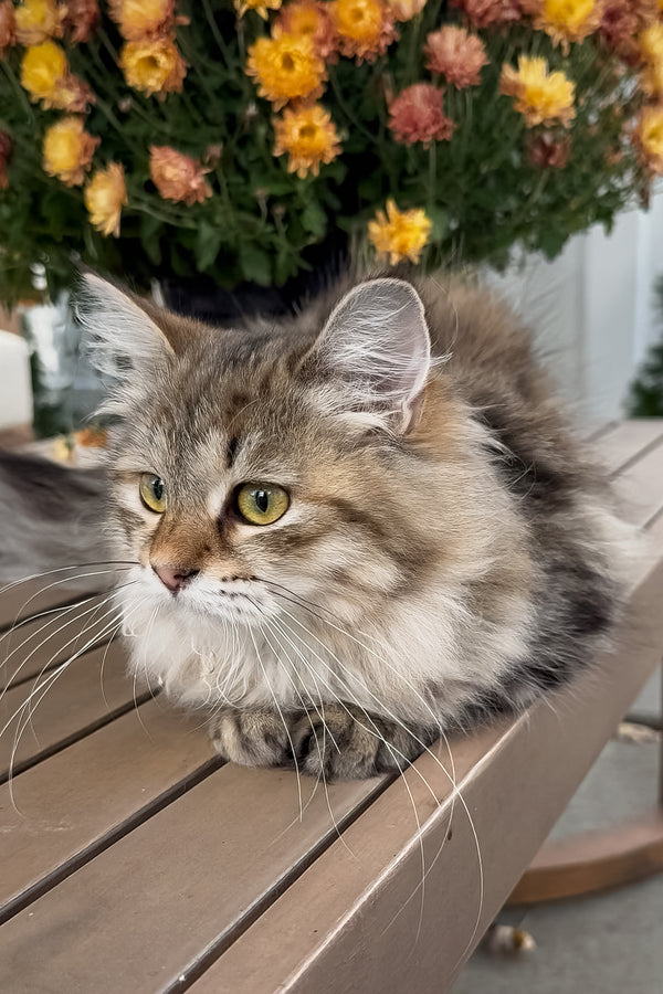 Kora | Siberian Kitten