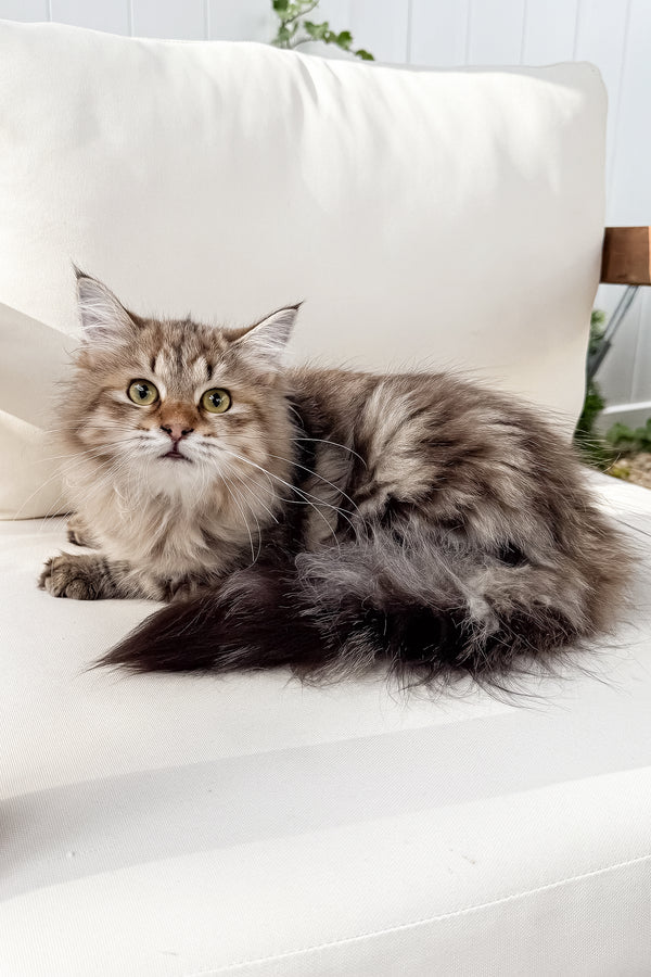 Kora | Siberian Kitten