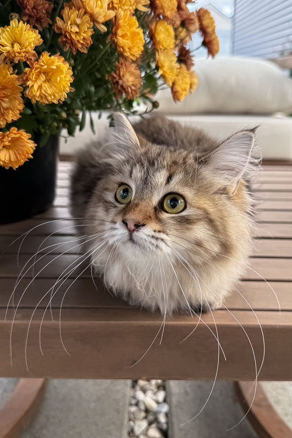 Kora | Siberian Kitten