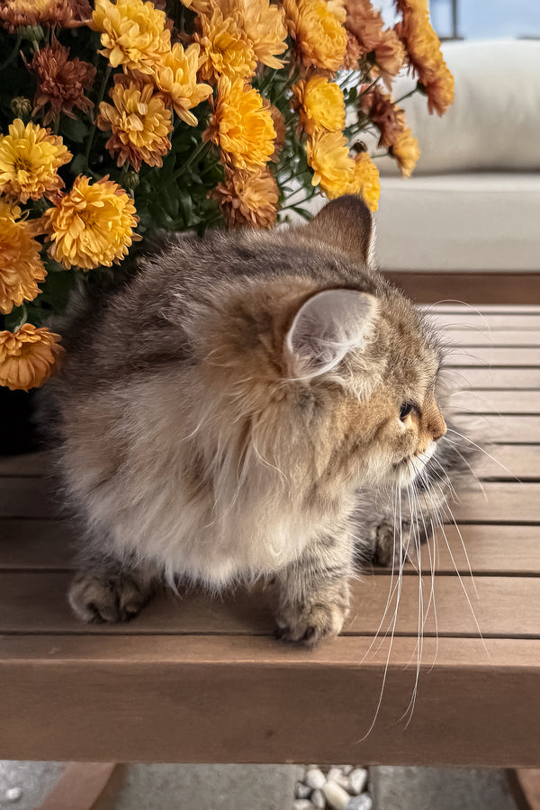 Kora | Siberian Kitten