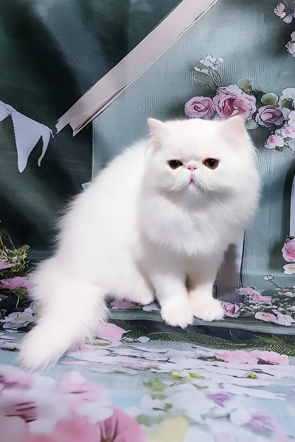 Kralya | Persian Kitten