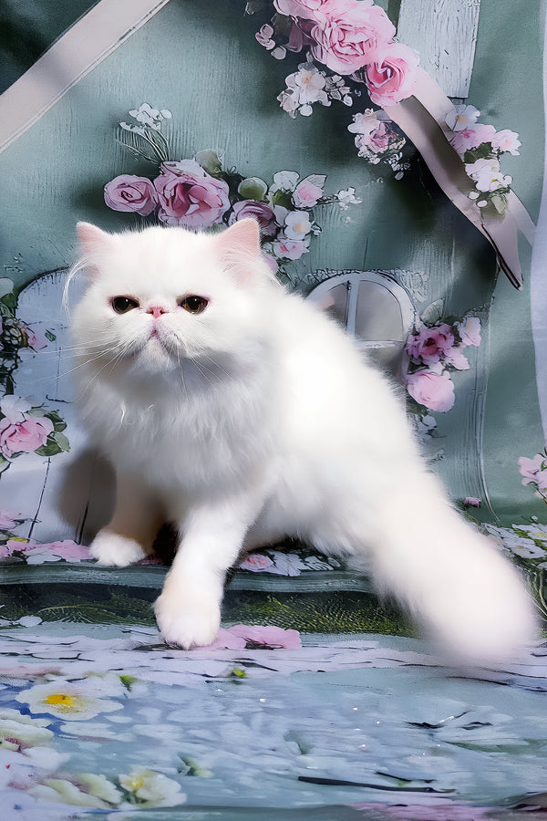 Kralya | Persian Kitten