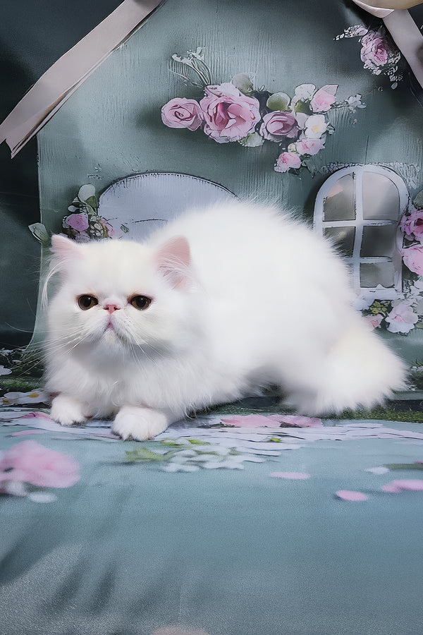 Kralya | Persian Kitten