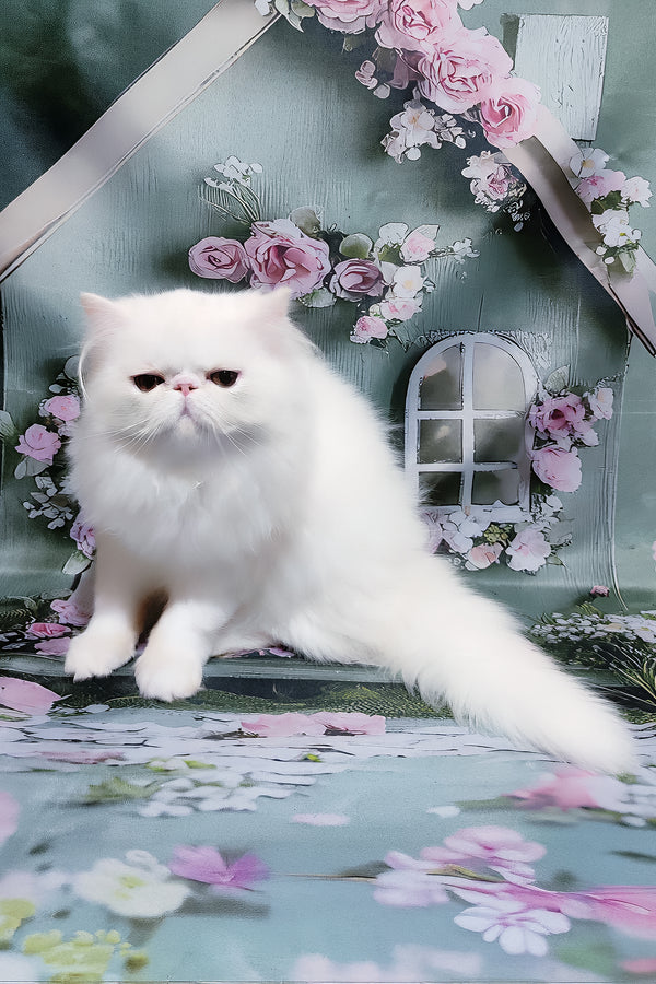 Kralya | Persian Kitten