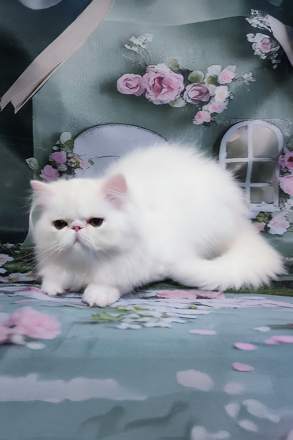 Kralya | Persian Kitten