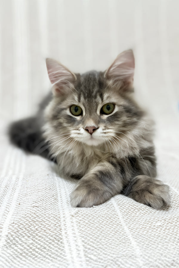 Krasha | Siberian Kitten