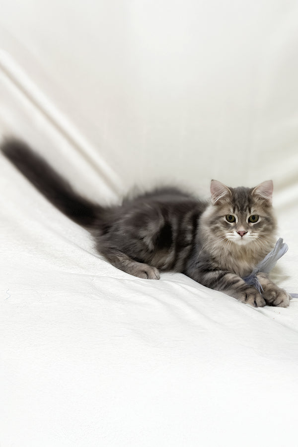 Krasha | Siberian Kitten