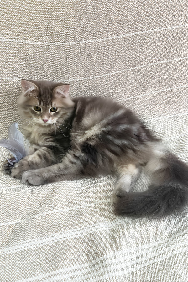 Krasha | Siberian Kitten