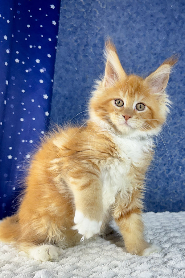 Kreker | Maine Coon Kitten