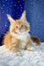 Kreker | Maine Coon Kitten