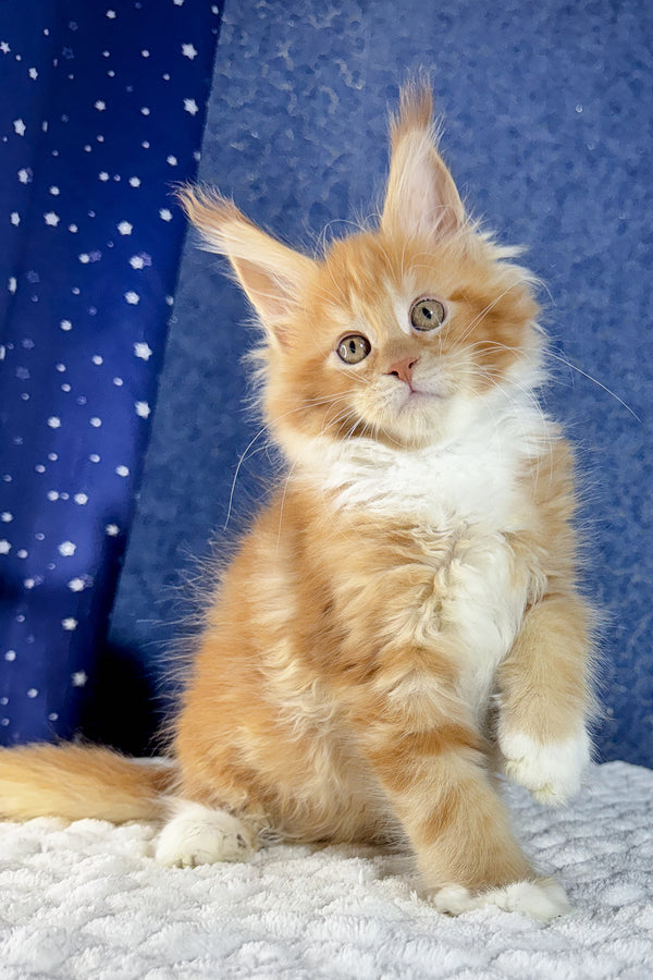 Kreker | Maine Coon Kitten