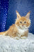 Kreker | Maine Coon Kitten