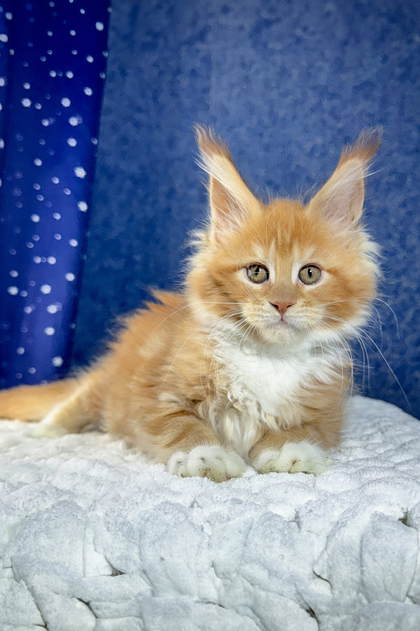 Kreker | Maine Coon Kitten