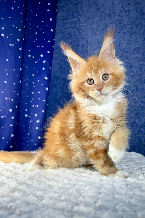 Kreker | Maine Coon Kitten