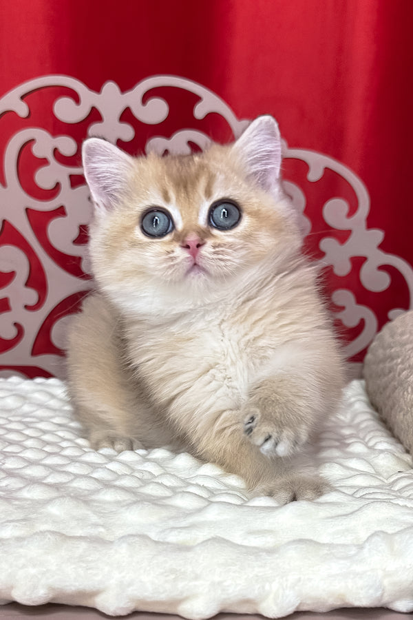 Kris | British Shorthair Kitten