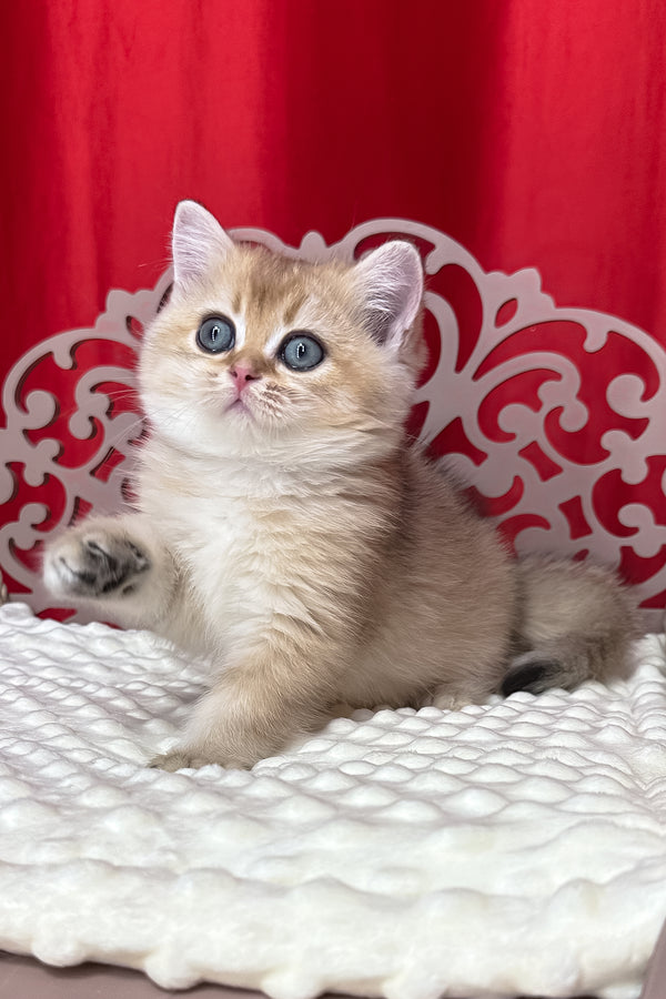 Kris | British Shorthair Kitten