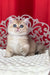 Kris | British Shorthair Kitten