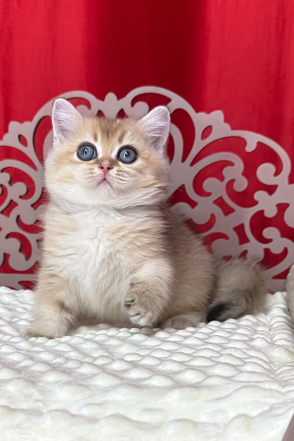 Kris | British Shorthair Kitten