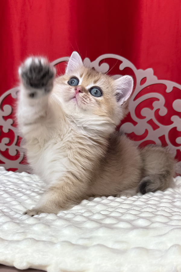 Kris | British Shorthair Kitten