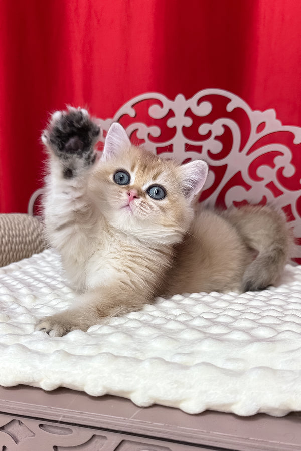 Kris | British Shorthair Kitten