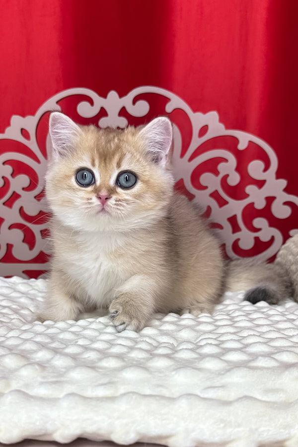 Kris | British Shorthair Kitten
