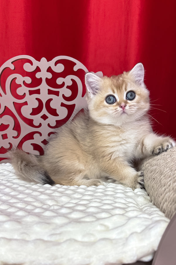 Kris | British Shorthair Kitten