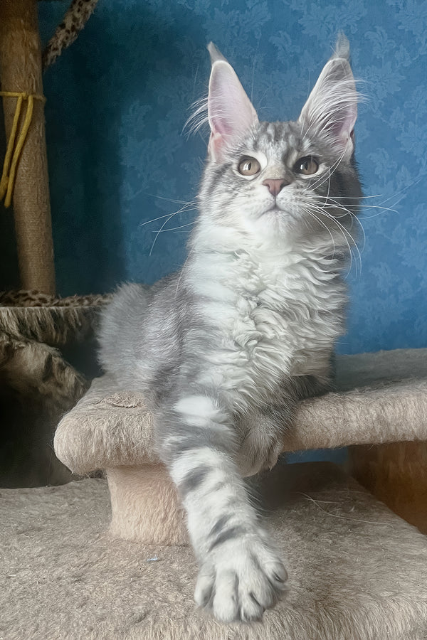 Kristi | Maine Coon Kitten