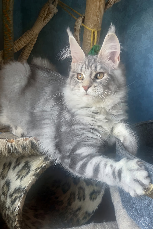 Kristi | Maine Coon Kitten