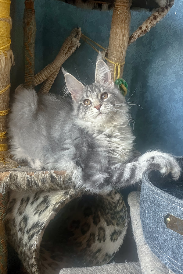Kristi | Maine Coon Kitten
