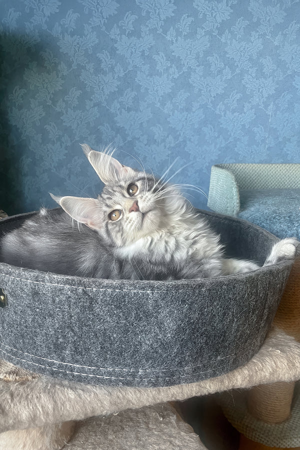 Kristi | Maine Coon Kitten