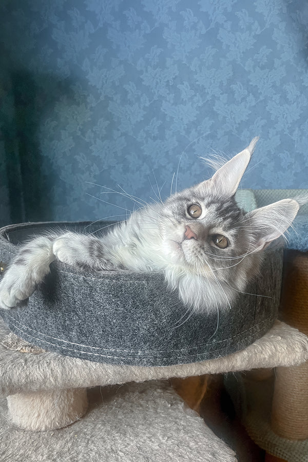 Kristi | Maine Coon Kitten