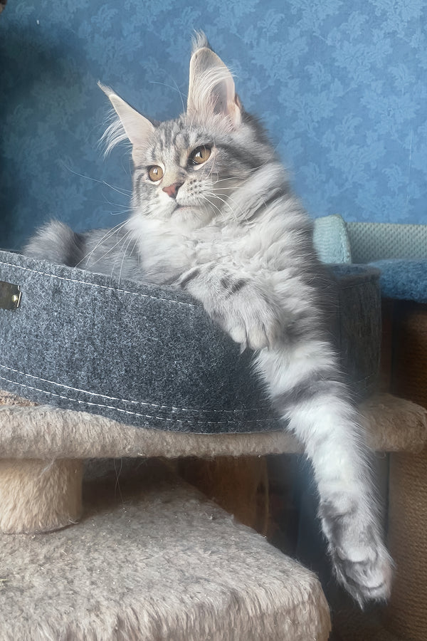 Kristi | Maine Coon Kitten