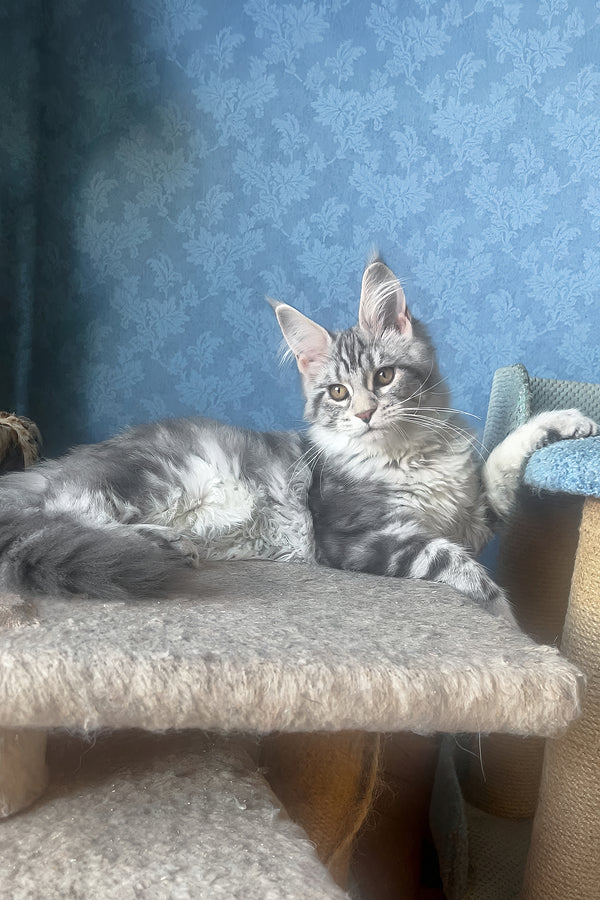 Kristi | Maine Coon Kitten