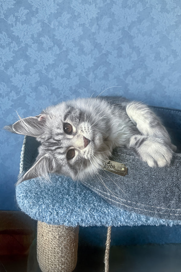 Kristi | Maine Coon Kitten