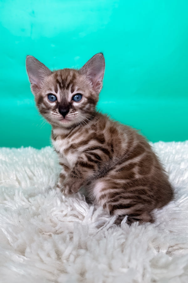 Layla | Bengal Kitten