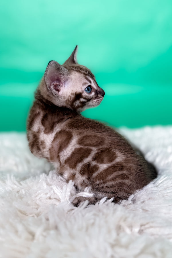 Layla | Bengal Kitten