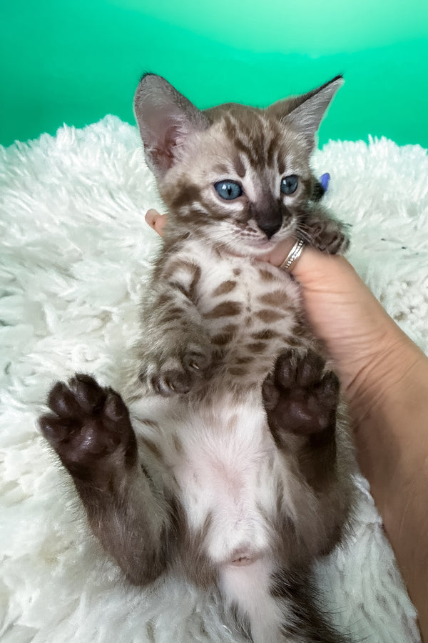 Layla | Bengal Kitten