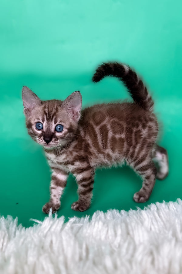 Layla | Bengal Kitten
